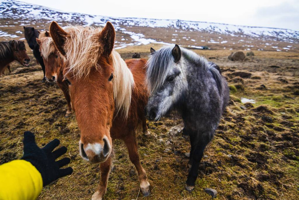 Hand trying to touch a Shetland Pony in a field covered in the grass and snow in Iceland - Foto, Bild