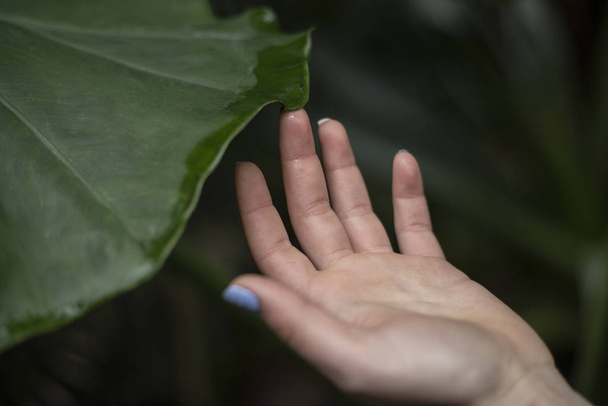 woman hands touching plants - Fotografie, Obrázek