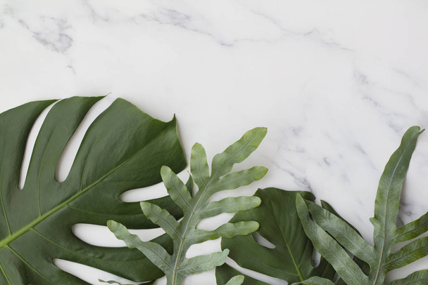 Topical jungle leaves on a modern marble background - Foto, Bild