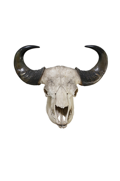 Bull big horns isolated on white background - Photo, Image