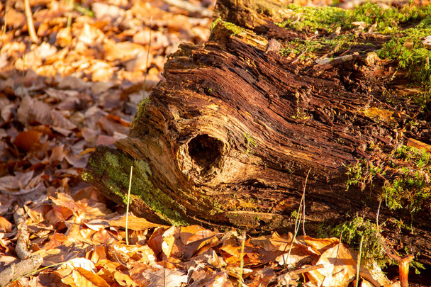 a rotten tree with moss cover and a large knothole - 写真・画像