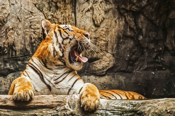 Tigers - 写真・画像