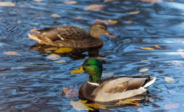 two ducks - Fotografie, Obrázek