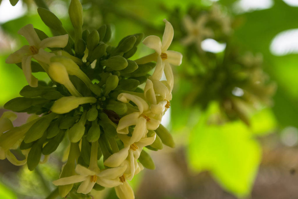 Papayablüten weiß gelbliche Samen Frucht grünes Blatt, Nahrungsmittelpflanze grüner Hintergrund blumig - Foto, Bild