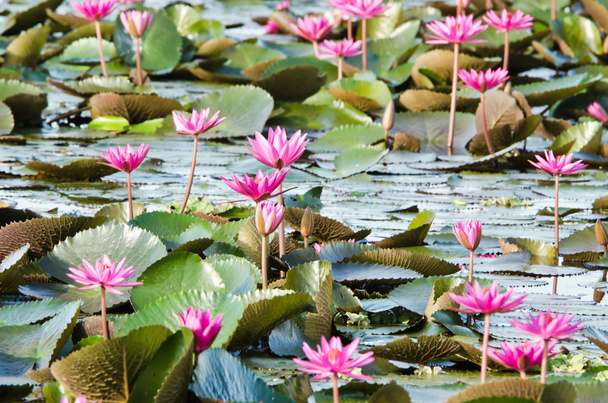 The lake of pink water lily - Фото, зображення
