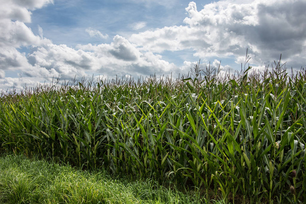 green ripe corn field in autumn - Photo, Image
