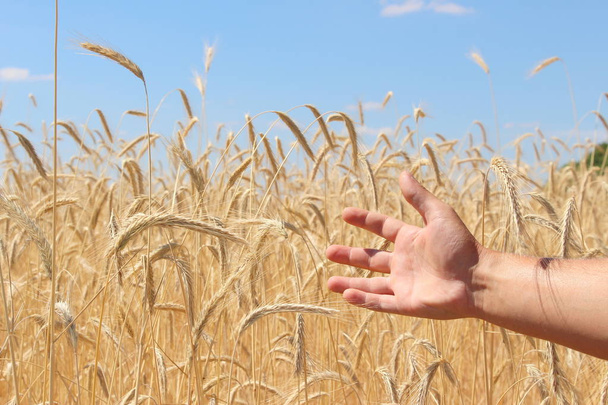 小麦の畑。穀物を熟す。小麦の小穂は農場の畑で成長する。小麦の収穫だ。ウクライナの自然. - 写真・画像