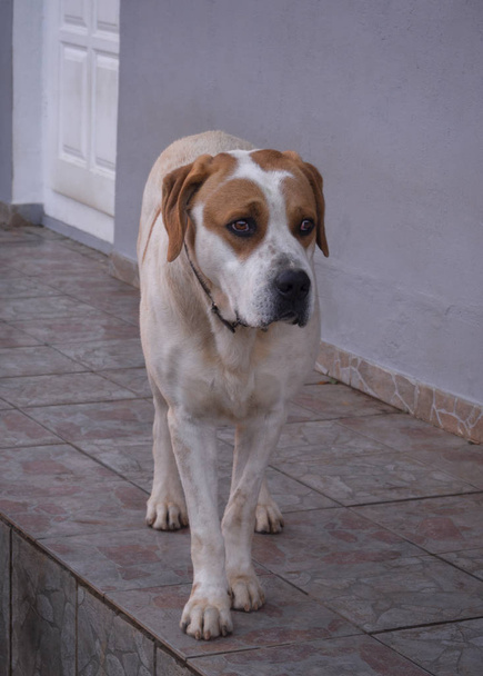 Nagy kutya gyönyörű szomorú szemekkel - Fotó, kép