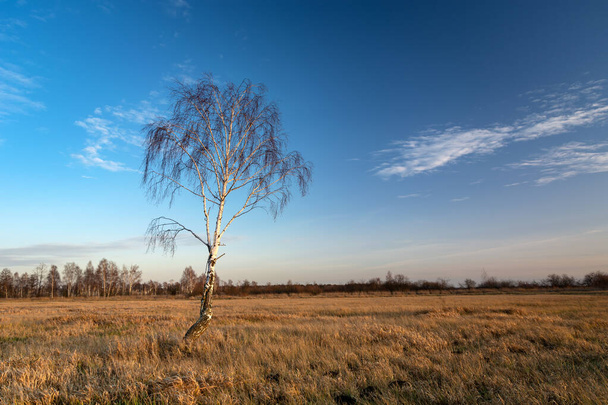 Lonely birch tree without leaves in the meadow and the sky after sunset in eastern Poland - Fotografie, Obrázek