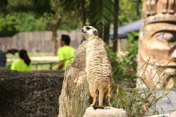 Mercat (Surikate) en el zoológico, Tailandia
 - Foto, imagen