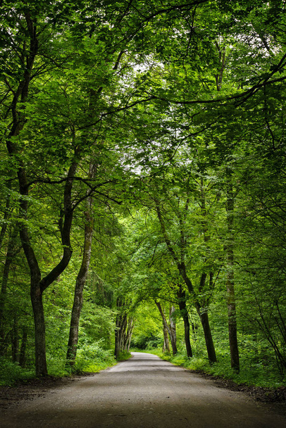 Dirt road in the green fresh summer forest. - Foto, afbeelding