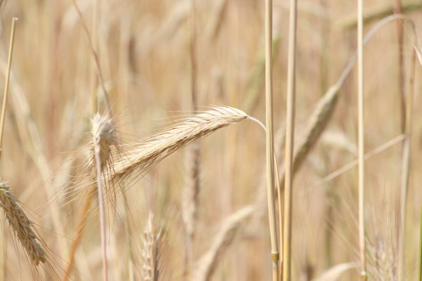 Campos de trigo. Grãos maduros. Espiguetas de trigo crescem em um campo em uma fazenda. Culturas de trigo. Natureza da Ucrânia. - Foto, Imagem