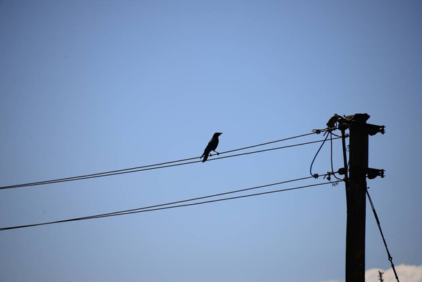 blackbird on a meadow - Φωτογραφία, εικόνα