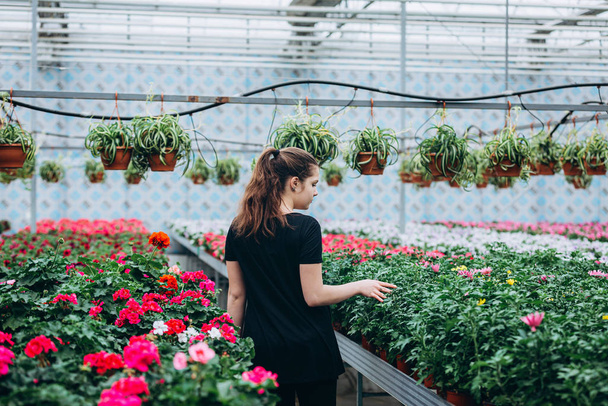 young beautiful long-haired girl in a greenhouse with colorful flowers petunias in spring - Foto, afbeelding
