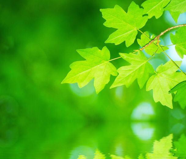 spring summer flora, green leaves - Zdjęcie, obraz