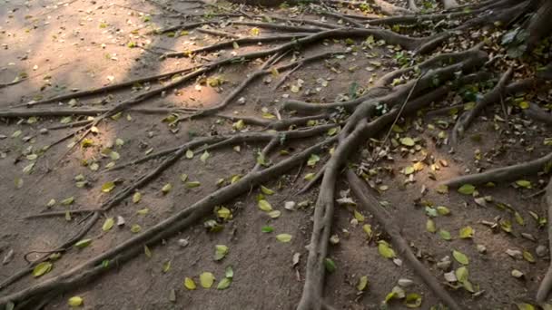 Kořeny stromu Ficus Benjamina - Záběry, video