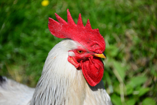 chicken / hen / tap on the meadow - Фото, изображение