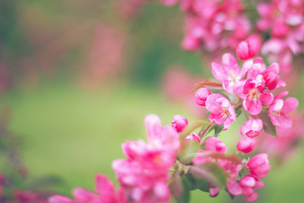 Oksat vaaleanpunaisia kukkia hämärtynyt vihreä tausta
 - Valokuva, kuva