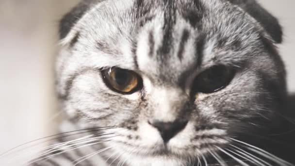 die gestreifte graue Katze ruht. glückliches Haustier. Haustiere. schöne Katze. Nahaufnahme - Filmmaterial, Video