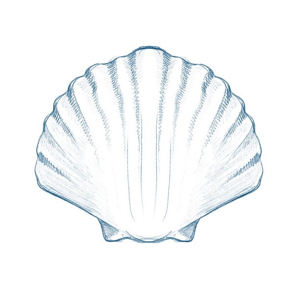 Sea shell blue ink hand drawn illustration - Foto, imagen