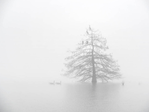ロンサムツリー-テキサス州ではあまり多くの日、私たちは霧を見ることができます。湖の上ですべてを落とし、ヒノキの木を撮影することを完全に決定した完璧な朝でした。すべての不穏な背景は霧の中に消えていますが、この木だけを残しました. - 写真・画像