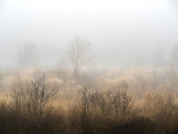 Ζωγραφισμένα Δέντρα δεν υπάρχουν πολλές μέρες στο Τέξας που να μπορούμε να δούμε ομίχλη. Ήταν ένα τέλειο πρωινό με μια τέλεια απόφαση να αφήσει τα πάντα και να πάει έξω πυροβολήσει αυτή την εικόνα. Εμένα μου φαίνεται σαν ελαιογραφία. Μακριά ή κοντά, καθαρά ή ασαφή.  - Φωτογραφία, εικόνα