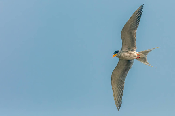 An adult river tern in flight in the sky - Фото, зображення