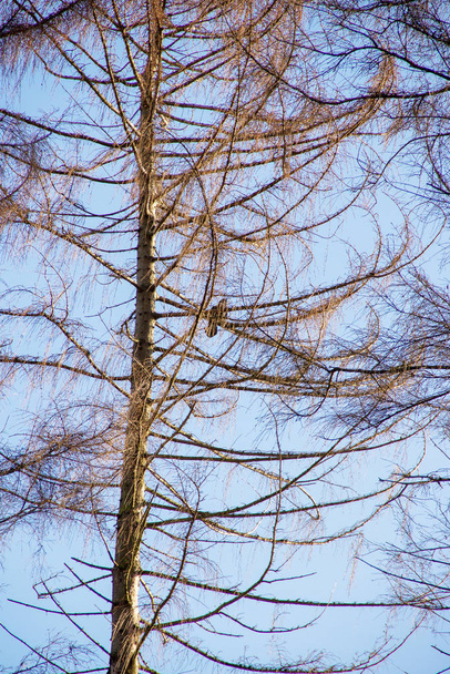 großer Nadelbaum mit einem Vogel auf einem Ast - Foto, Bild