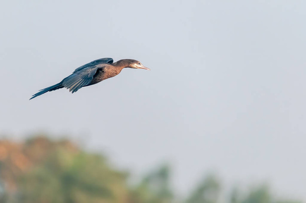 Mały kormoran latający nad dżunglą - Zdjęcie, obraz