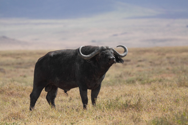 Buffalo in african grassland savanna - Foto, Imagem