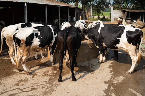 Vacas en la granja. Vacas comiendo pastos hervidos en establo
. - Foto, Imagen