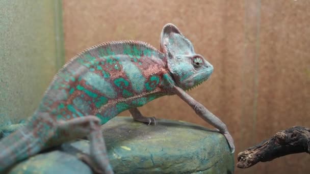 Turquoise chameleon mimicking his environment sitting on a stone among the branches of dry tree and watching cricket pivots his eyes. - Video, Çekim