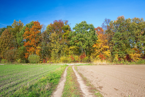 Autumn landscape. Road through farmland. - Photo, Image