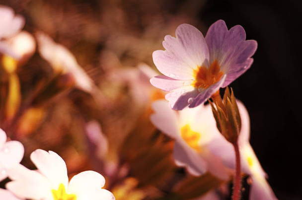 Pequeñas flores frágiles de onagra florecen
  - Foto, Imagen