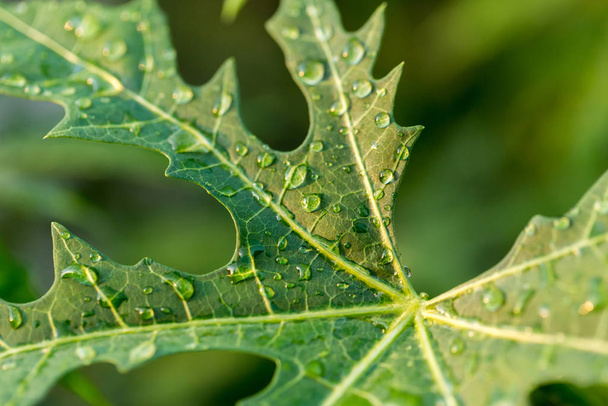Green leaf with dew drops for background. Morning dew on a leaf. leafs and raindrops.  - Foto, Bild