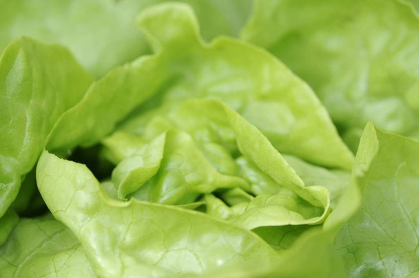 fresh green lettuce salad leaves - 写真・画像