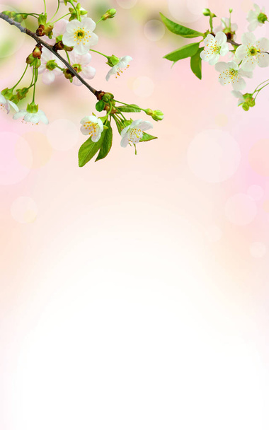 Flor de cerezo. Árbol de flores sobre el fondo de la naturaleza. Sacura cher
 - Foto, imagen