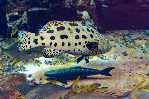 Mycteroperca rosacea (leopard grouper) in the large aquarium is  - Photo, Image