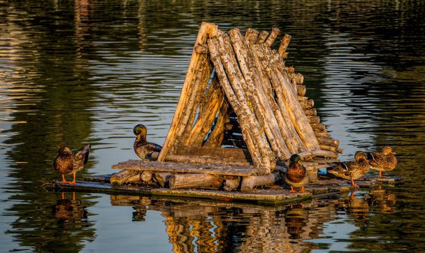 Casa para patos salvajes en un parque de la ciudad
 - Foto, Imagen