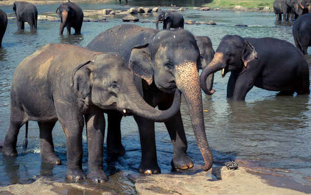 Amor de elefante jovem, cuidando de outro no rio
 - Foto, Imagem