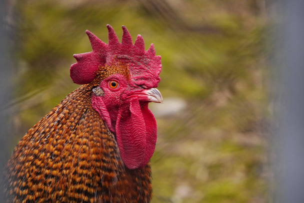 La tête d'un coq lumineux avec une grande crête rouge. Ménage ou animal domestique
. - Photo, image