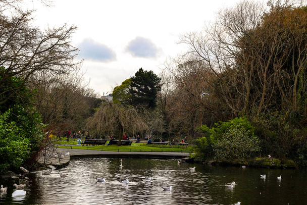 ein park in dublin irland mit vielen möwen - Foto, Bild