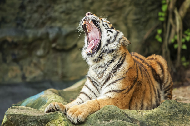 Tiger - Foto, Imagen