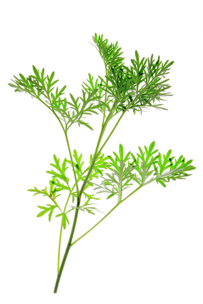 small branch with fresh green leaves of wormwood (artemisia absinthium) released against a white background - Foto, afbeelding