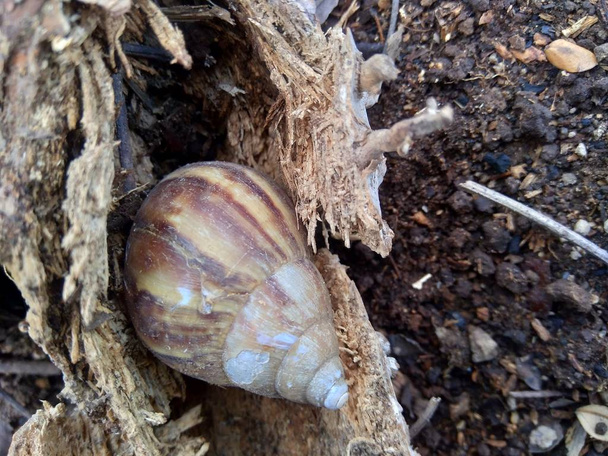 Caracol (Achatina fulica) en la naturaleza se esconden en su concha
 - Foto, Imagen