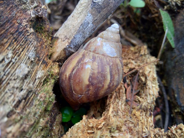 Caracol (Achatina fulica) na natureza esconder em sua concha
 - Foto, Imagem