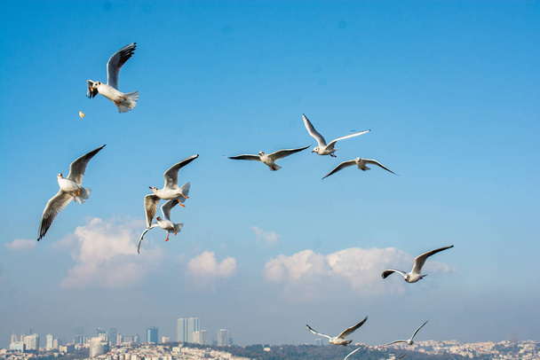 Racci létající na obloze tureckého Istanbulu - Fotografie, Obrázek