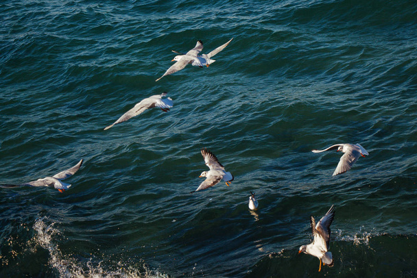 Чайки находятся на и над морской водой
 - Фото, изображение