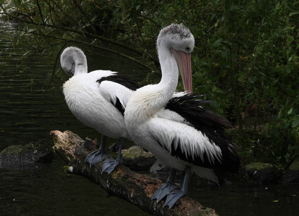 scenic view of beautiful pelican at nature - Foto, Imagen