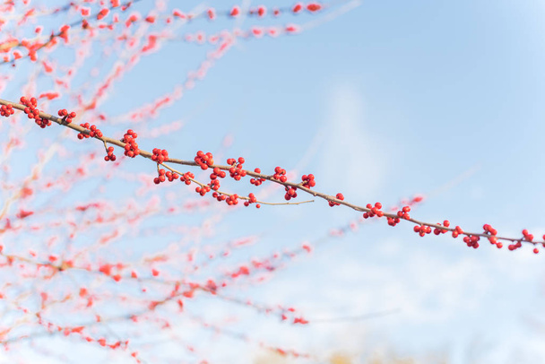 Крупный план ветви красных фруктов Ilex Decidua Winterberry на дремоте возле Далласа, штат Техас
 - Фото, изображение